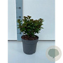 Ilex meserv. Little Rascal 20-25 cm 2,0L