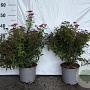 Spiraea jap. 'Anthony Waterer' 25-30 cm 2,0L