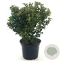 Ilex meserv. Little Rascal 30-35 cm 3,0L