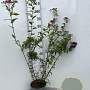 Spiraea jap. 'Froebelii' 80-100 cm 5,0L