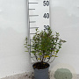Spiraea jap. 'Manon' 20-25 cm C1.3