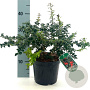 Ilex pernyi 'Compacta' 30-35 cm 3,0L