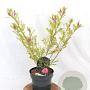 Indigofera heterantha 30-40 cm 3,0L
