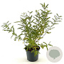 Indigofera heterantha 40-50 cm 3,0L