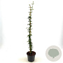 Jasminum nudiflorum 40-50 cm 2,0L