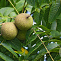 Juglans nigra 25-30 HO draadkluit 250 cm stam