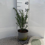 Taxus baccata 20-25 cm 2,0L