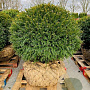 Taxus baccata 120-130 cm draadkluit bol