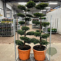 Taxus baccata 170 cm cont. 65L bonsai