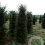 Taxus baccata 180-200 cm met kluit extra