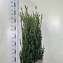 Taxus media 'Hillii' 140-160 cm met kluit extra