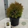 Thuja occ. 'Amber Glow' 20-25 cm 3,0L