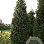Thuja occ. 'Brabant' 450-500 cm draadkluit solitair