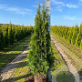 Thuja occ. 'Smaragd' 120-140 cm met kluit