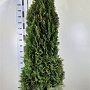 Thuja occ. 'Smaragd' 200-225 cm met kluit extra