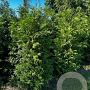 Thuja pl. 'Martin' 180-200 cm met kluit
