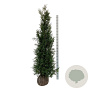 Thuja pl. 'Martin' 200-225 cm met kluit extra