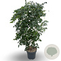 Koelreuteria paniculata 40-60 cm 4,0L