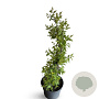 Kolkwitzia amabilis 'Pink Cloud' 40-60 cm 4,0L