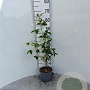 Laburnum anagyroides 80-100 cm 2,0L