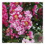Lagerstroemia i. 'Berlingot Menthe' 80-100 cm 20L