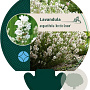 Lavandula ang. 'Arctic Snow' GM P9