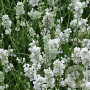 Lavandula ang. 'Hidcote White' GM P9