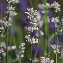 Lavandula ang. 'Loddon Pink' GM P9