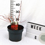Cornus sang. 'Winter Beauty' 30-40 cm 5,0L