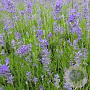 Lavandula ang. 'Middachten' GM P9