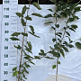 Prunus avium 100-125 cm 2,0L