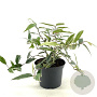 Leucothoe f. Whitewater 25-30 cm 2,0L