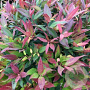 Leucothoe 'Zeblid' 70-80 cm 20L breed
