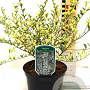 Ligustrum ibota Musli 20-25 cm 2,0L