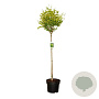 Ligustrum oval. 'Aureum' 80 cm stam 10L bol