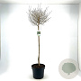 Ligustrum vulg. 'Lodense' 80 cm stam 10L bol