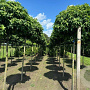Liquidambar s. 'Gum Ball' 14-16 HO draadkluit 220 cm stam