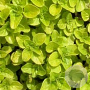 Origanum vulg. 'Aureum' GM P9