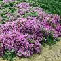 Thymus praecox 'Hall's Variety' GM P9