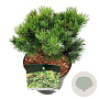 Pinus mugo 'Carsten's Wintergold' 15-20 cm