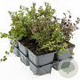 Lonicera crassifolia 'Little Honey' GM P9