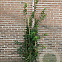 Lonicera fragrantissima 150-175 cm 20L