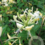 Lonicera 'Honey Baby' 30-40 cm 3,0L