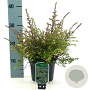 Lonicera nitida 30-35 cm 2,0L