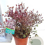 Lophomyrtus ralphii 'White Tiger' 80-100 cm 20L