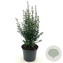 Luma apiculata 20-30 cm 3,0L
