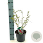 Lycium barbarum 40-50 cm 3,0L
