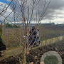 Magnolia denudata Yellow River 300 cm met kluit