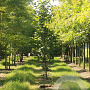 Magnolia 'Galaxy' 250-300 cm cont. 180L