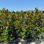 Magnolia grandiflora 125-150 cm 35L solitair